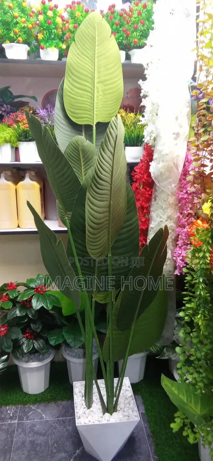 Banana Plants