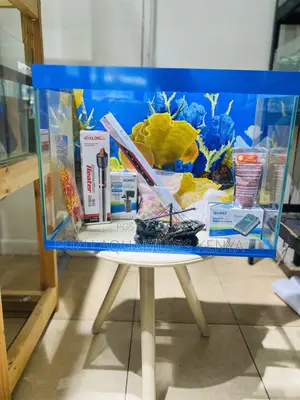 Turn Heads With This Eye-Catching Aquarium