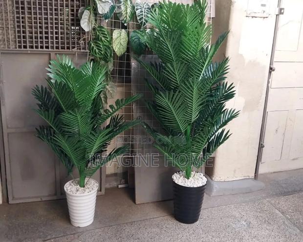 Palms Plants