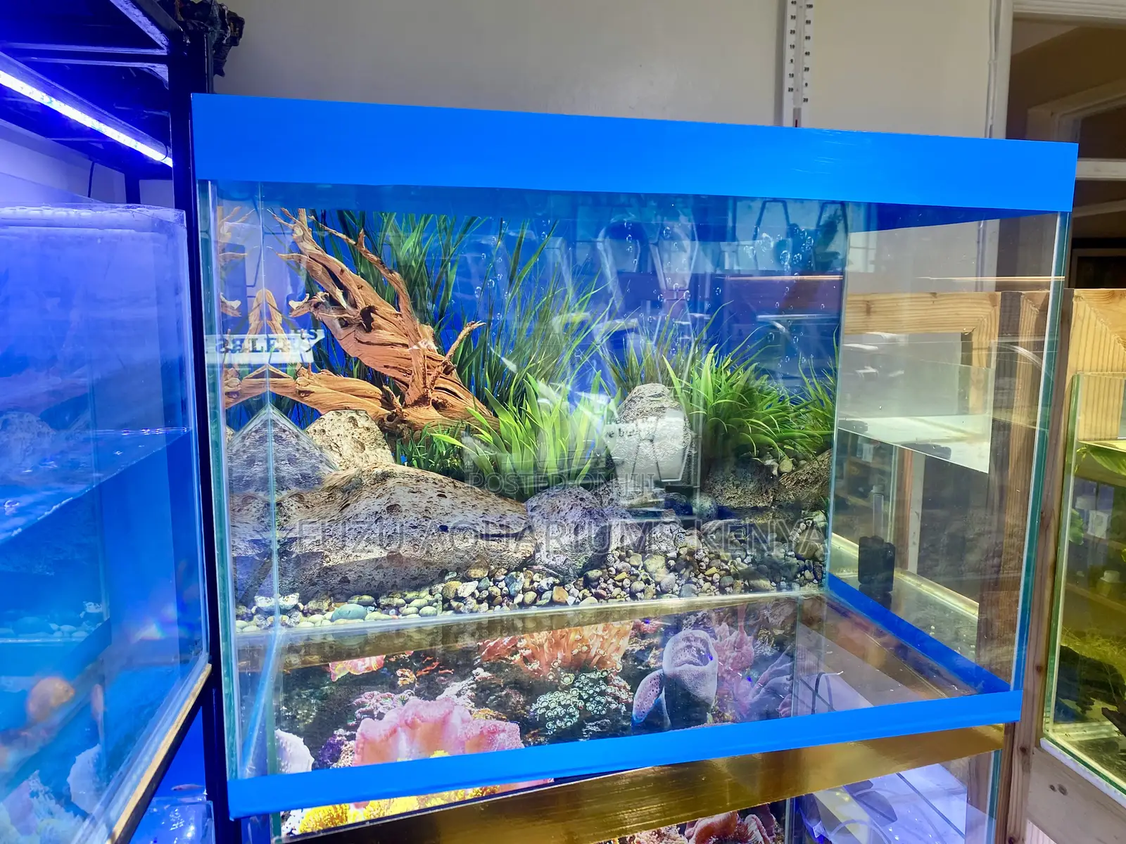 Fishkeeping Fun Starts Here With This Scenic Fuzu Aquarium