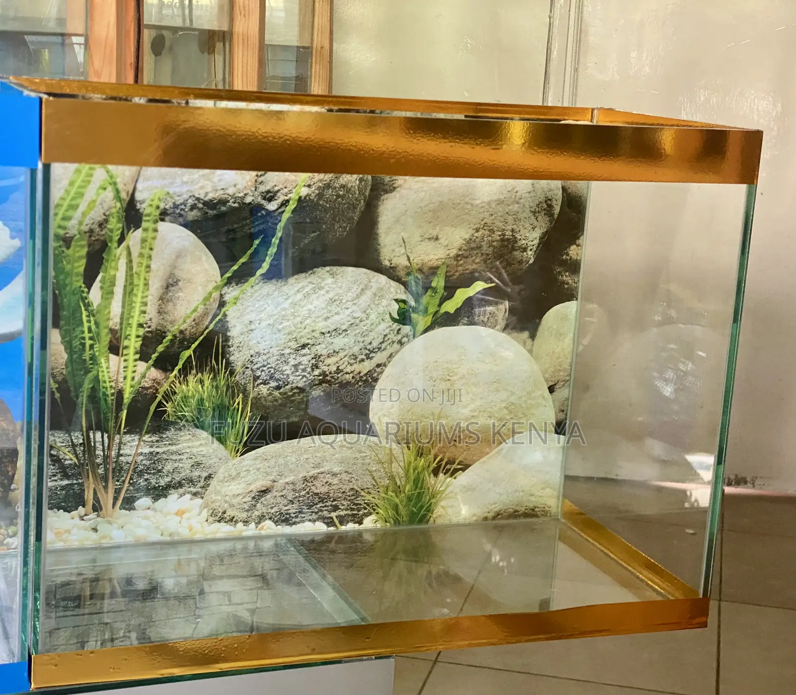 Stress Relief in a Gold Aquarium