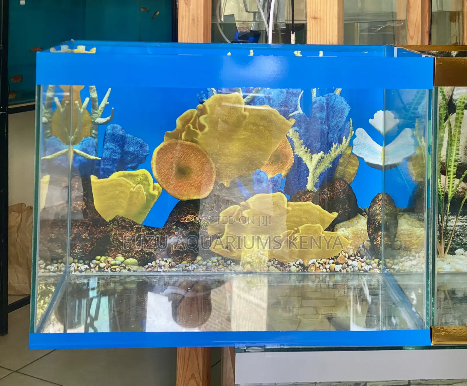 Everything You Need to Get Started in Aquarium