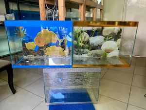 Aquarium Perfection – Delivered
