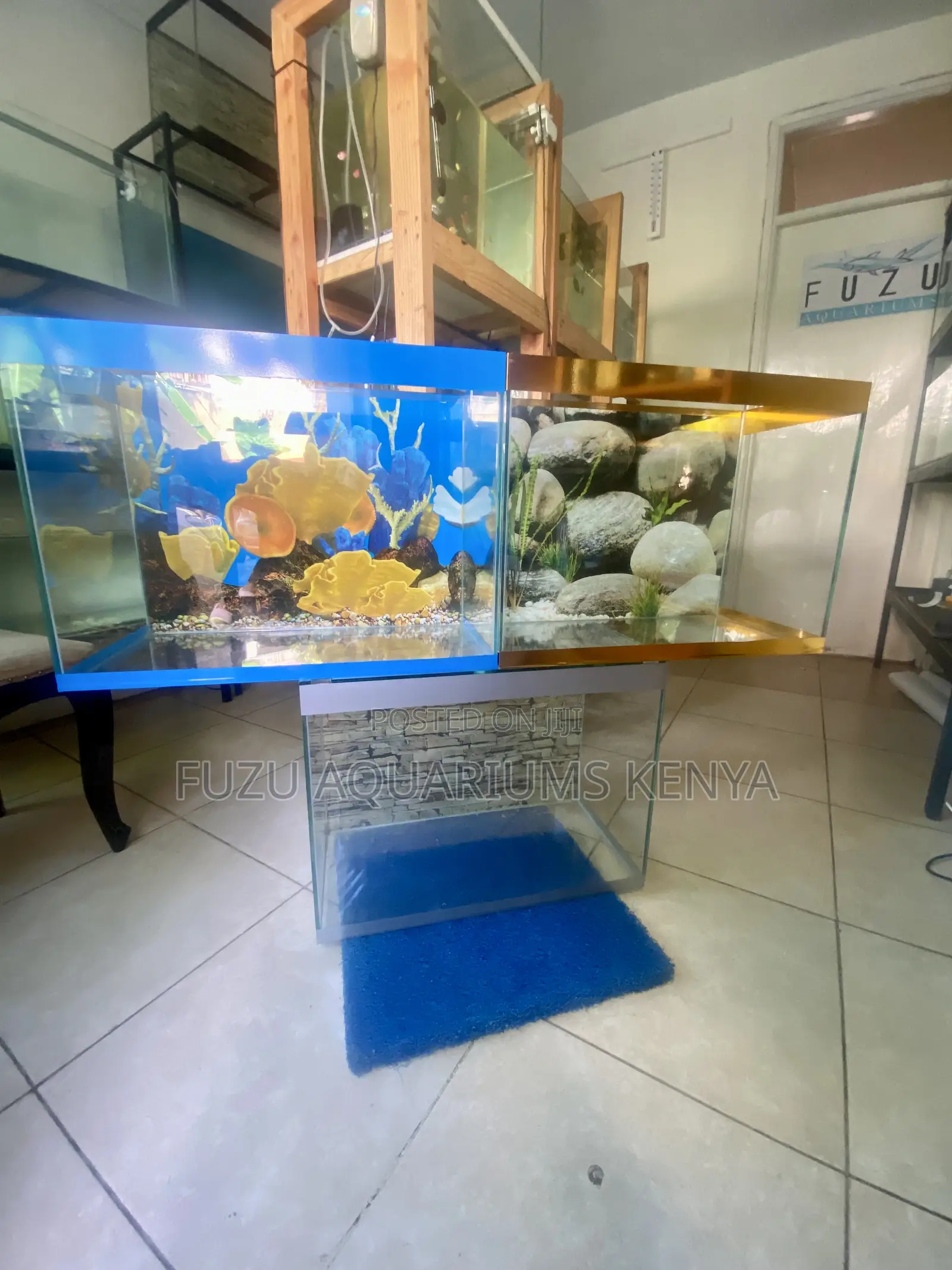 A Great Aquarium Perfect for Teaching Kids Responsibilities