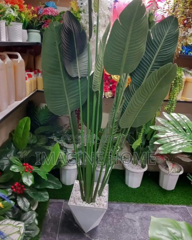 Banana Plants Decor - main view