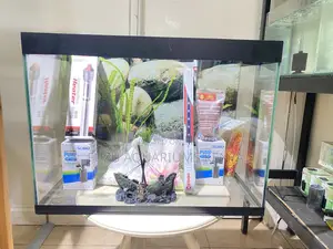 A Stunning Aquarium Setup for Your Home/Office