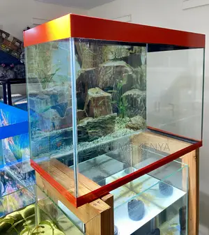 Get Hooked on Aquariums
