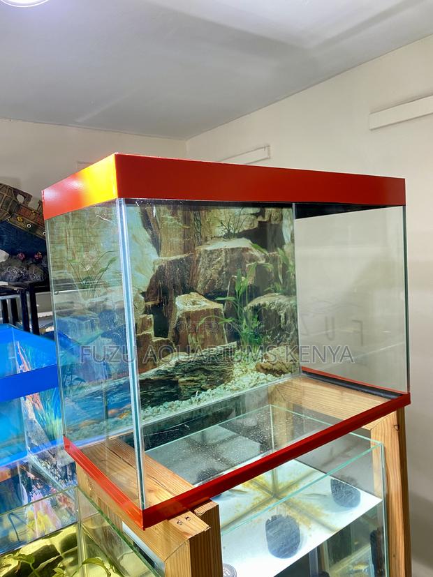 Affordable Elegance in a 2ft Aquarium