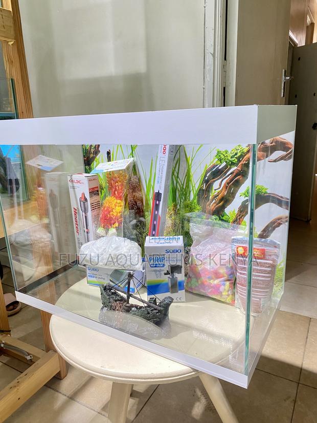 Your Peaceful Retreat – Aquarium Edition