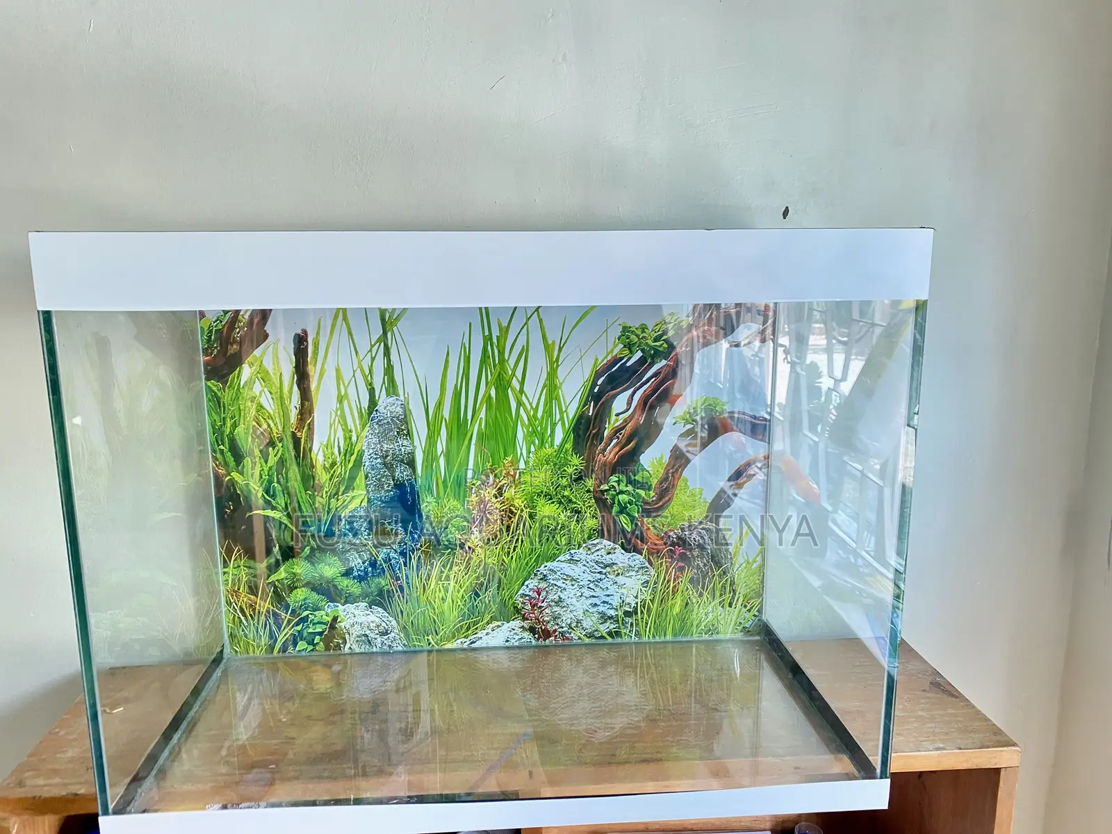 Perfect Aquarium for Busy Lifestyles