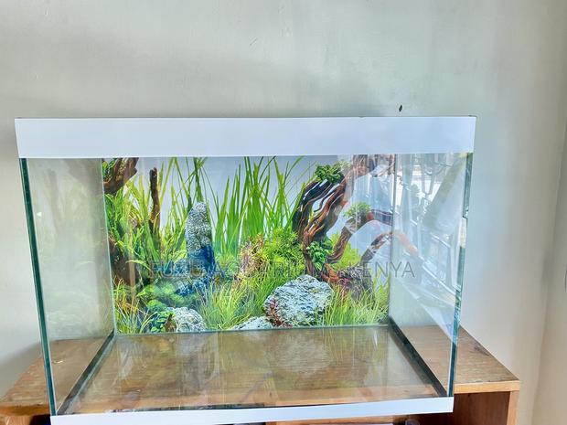 Perfect Aquarium for Busy Lifestyles