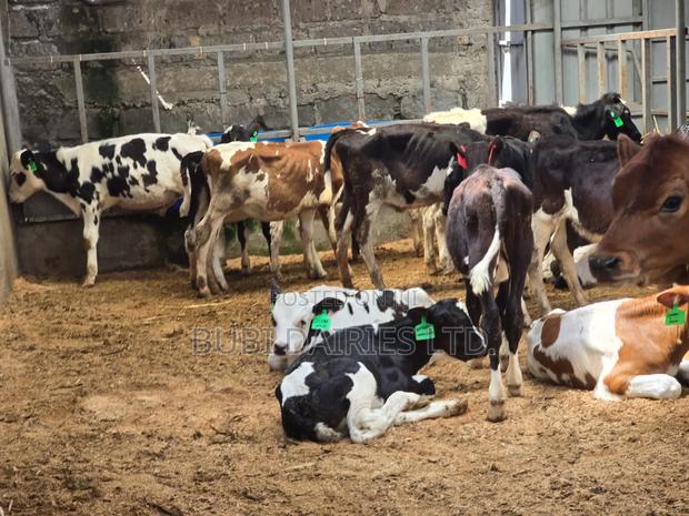 Young Pedigree Calves 3-5 Months Old - thumbnail 2