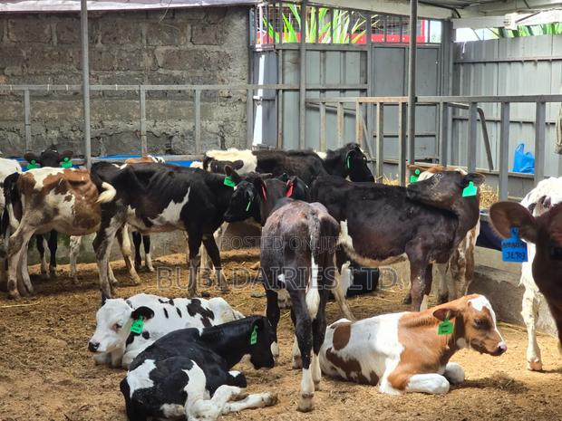 Young Pedigree Calves 3-5 Months Old - thumbnail 3