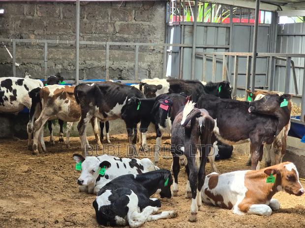 Young Pedigree Calves 3-5 Months Old - thumbnail 4