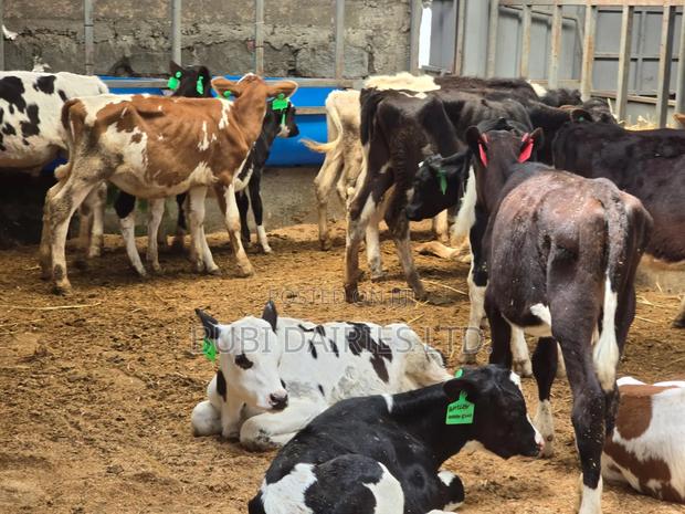 Young Pedigree Calves 3-5 Months Old - thumbnail 5