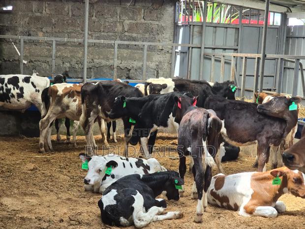 Young Pedigree Calves 3-5 Months Old - thumbnail 6