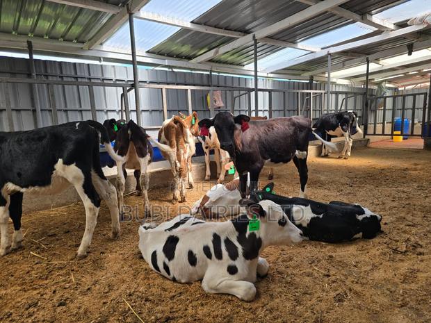 Young Pedigree Calves 3-5 Months Old - thumbnail 7