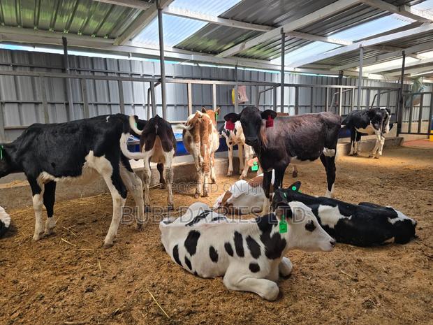 Young Pedigree Calves 3-5 Months Old - thumbnail 8
