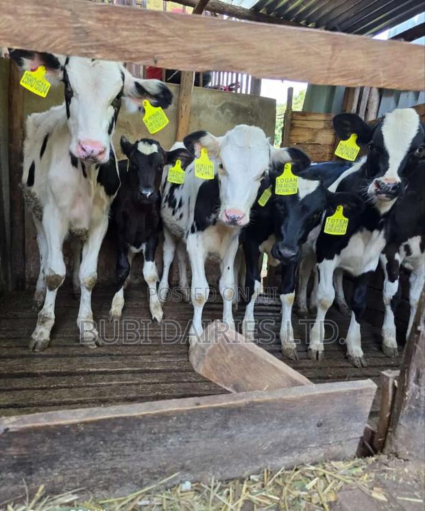 Young Pedigree Calves 3-5 Months Old