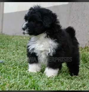 1-3 months Male Purebred Havanese