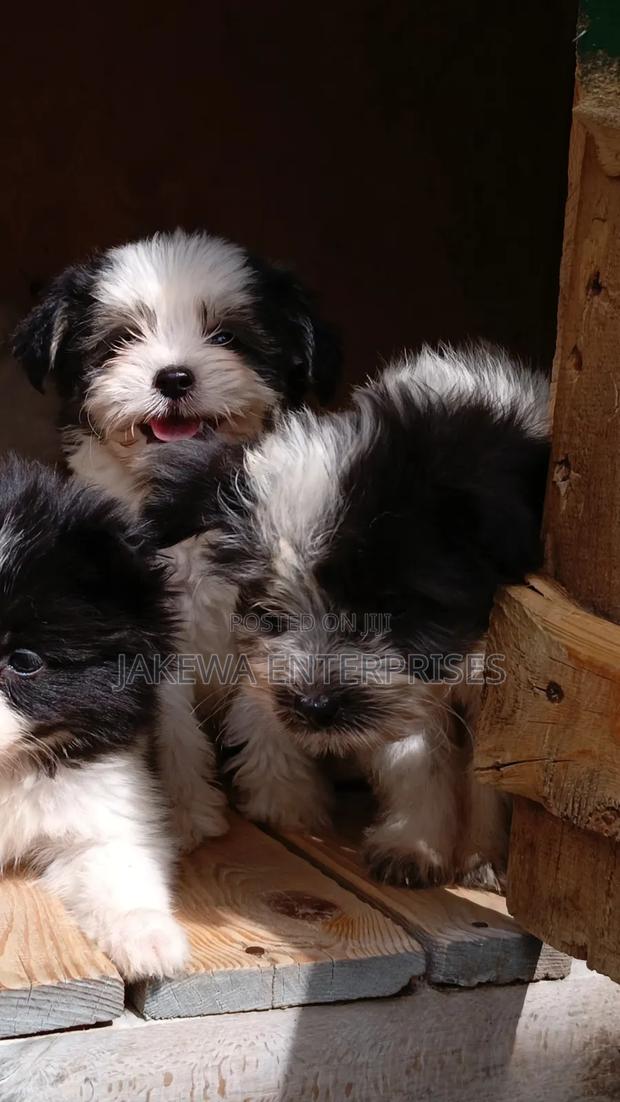 1-3 months Female Purebred Havanese - main view