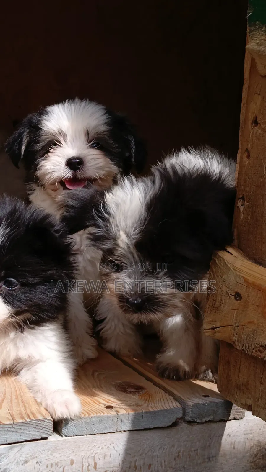 1-3 months Female Purebred Havanese