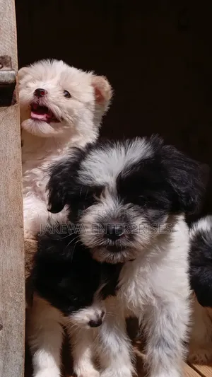 1-3 months Male Purebred Havanese
