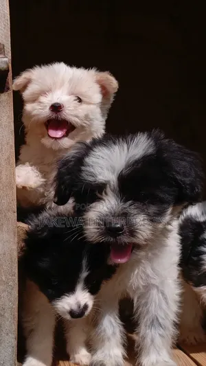 1-3 months Female Purebred Havanese