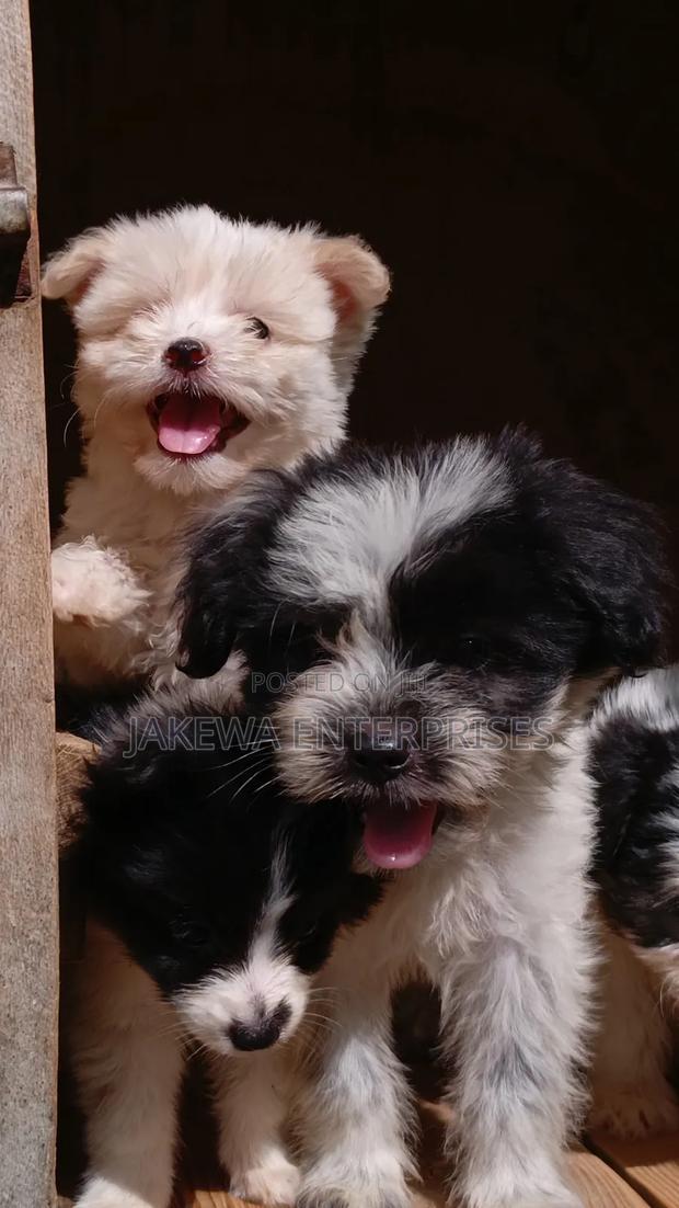 1-3 months Female Purebred Havanese - main view
