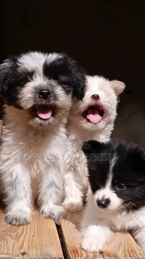 1-3 months Female Purebred Havanese
