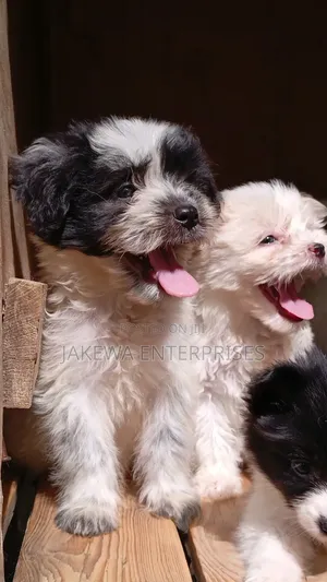 1-3 months Female Purebred Havanese