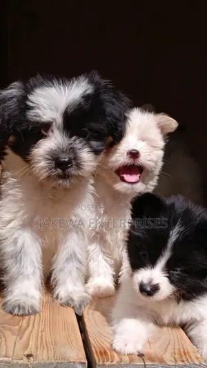 1-3 months Female Purebred Havanese