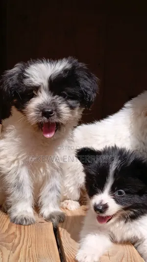 1-3 months Female Purebred Havanese