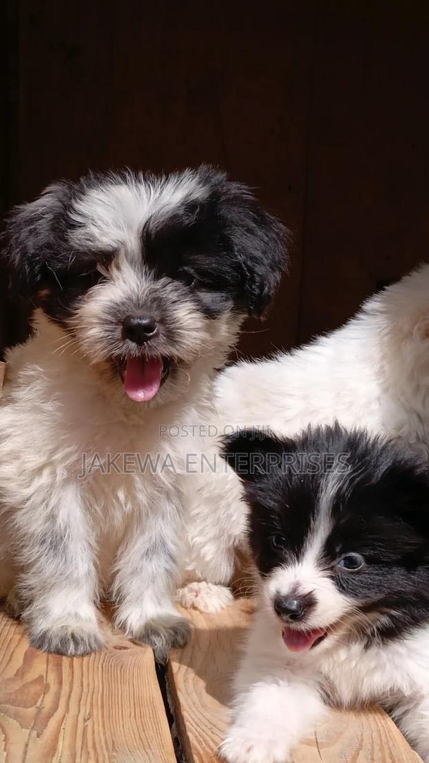 1-3 months Female Purebred Havanese