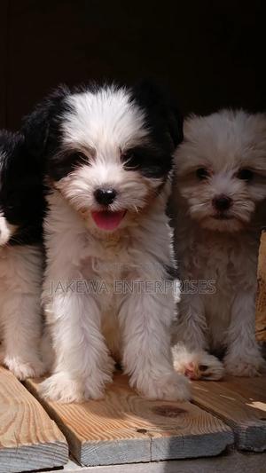 1-3 months Female Purebred Havanese - main view