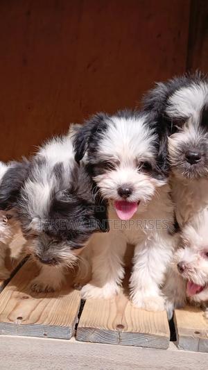 1-3 months Female Purebred Havanese - main view