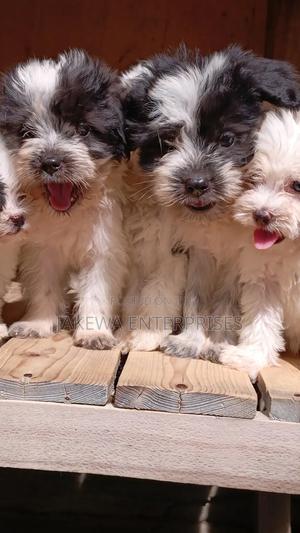 1-3 months Female Purebred Havanese - thumbnail 2