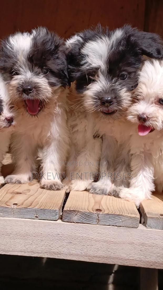 1-3 months Female Purebred Havanese - main view