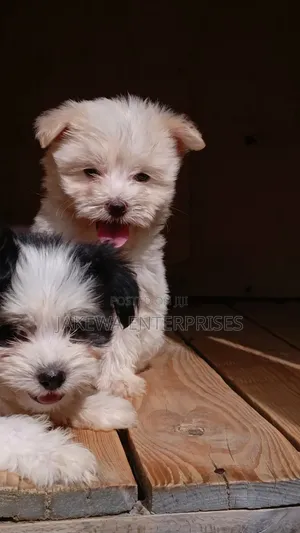 1-3 months Female Purebred Havanese