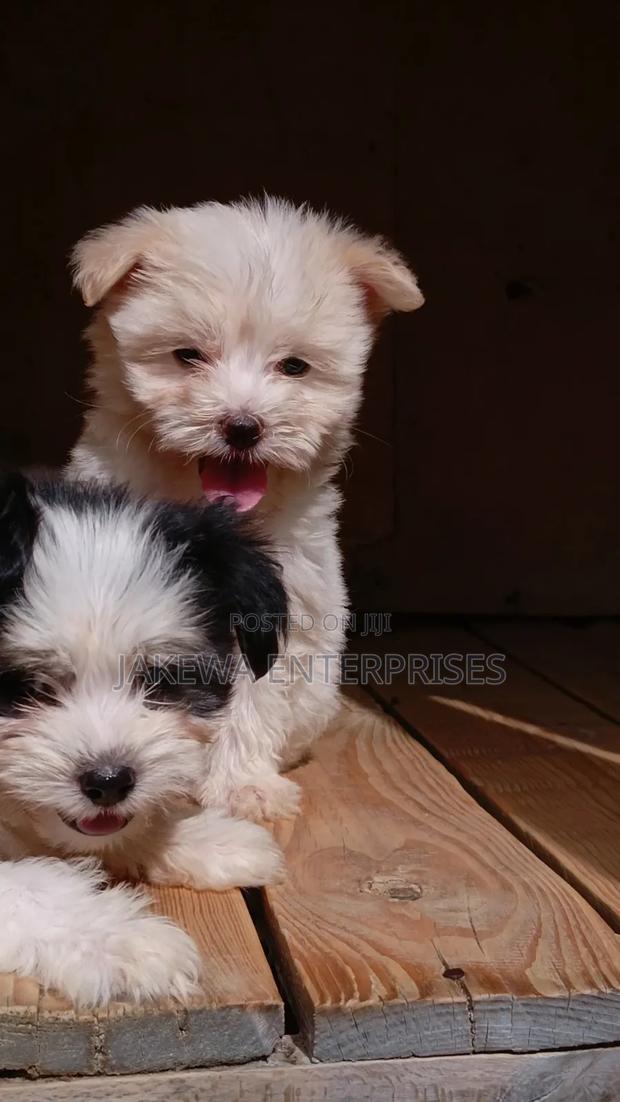 1-3 months Female Purebred Havanese - main view