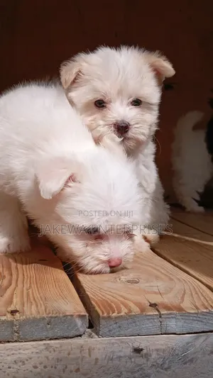1-3 months Male Purebred Havanese