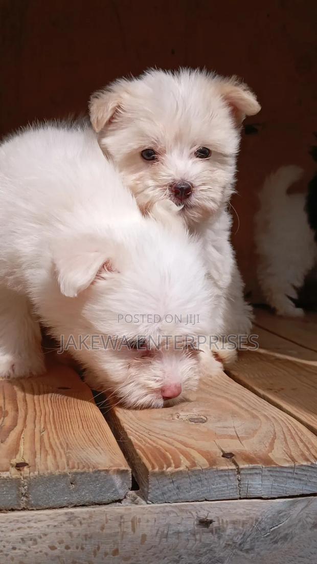 1-3 months Male Purebred Havanese - main view