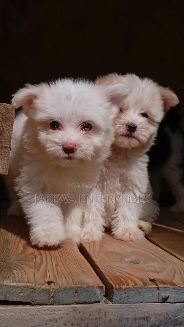 1-3 months Male Purebred Havanese - main view