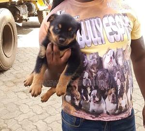 1-3 months Female Purebred Rottweiler - main view