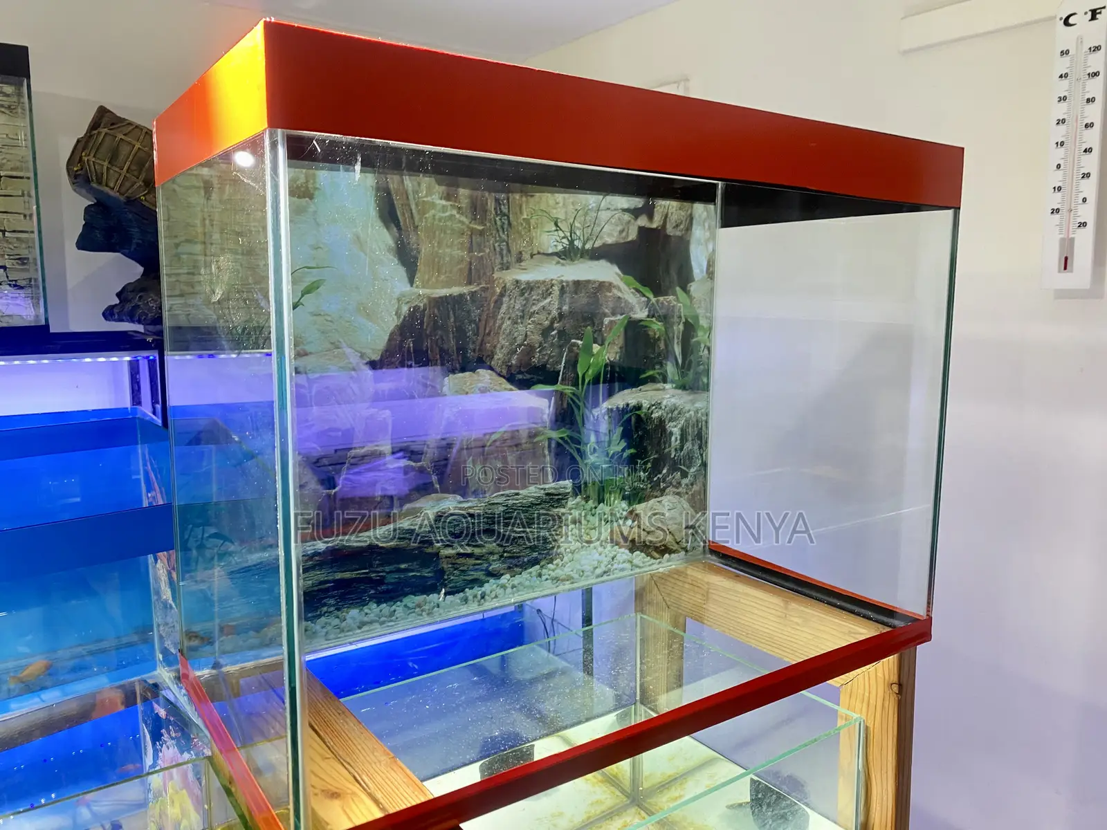 Perfect Gift for Fish Lovers, 60l Aquarium