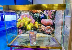 Plug, Pour, Enjoy – Aquarium Done Right