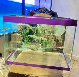 Brighten Your Day With a Beautiful Aquarium - thumbnail 2