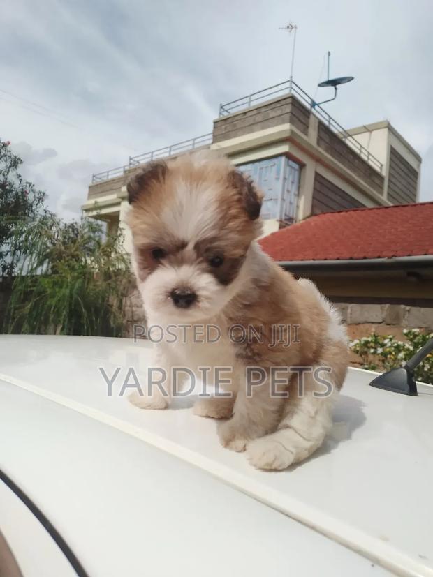 1-3 months Female Purebred Havanese