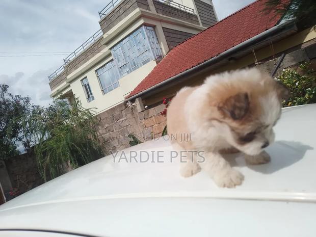 1-3 months Female Purebred Havanese - thumbnail 2