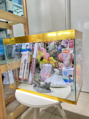 Gold Bordered Beauty – Fully Equipped Aquarium